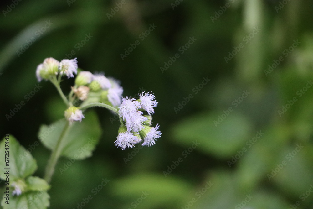 beautiful Ageratum violet flower in the garden in spring and summer season with green leaves blurred background. beautiful Ageratum violet flower in the garden in spring and summer season with green leaves blurred background.