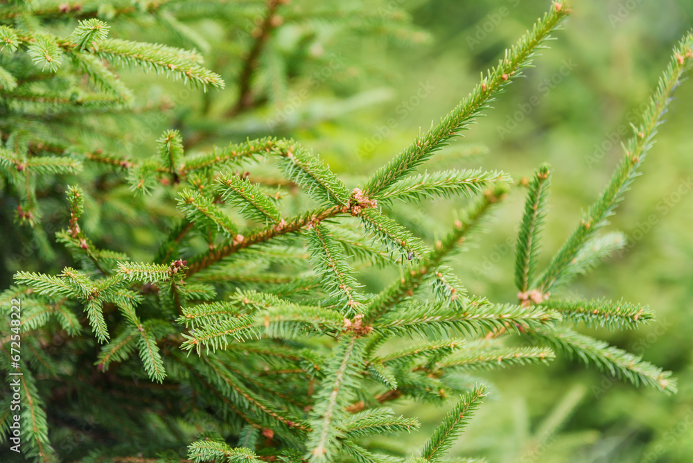 Branches of fir tree.