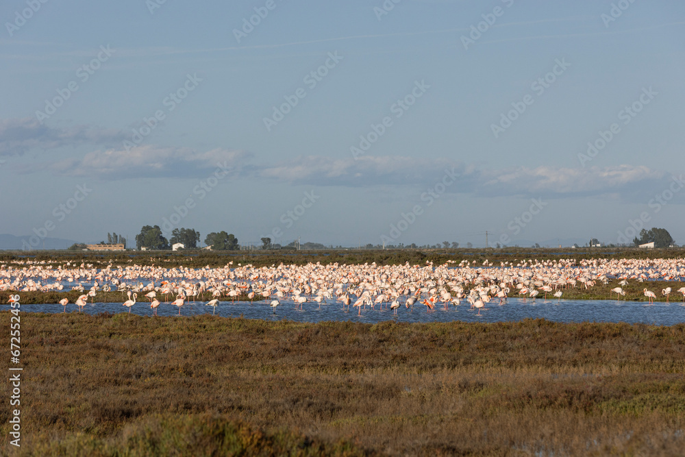 Flamingos in the Ebro Delta Natural Park, Tarragona, Catalonia,