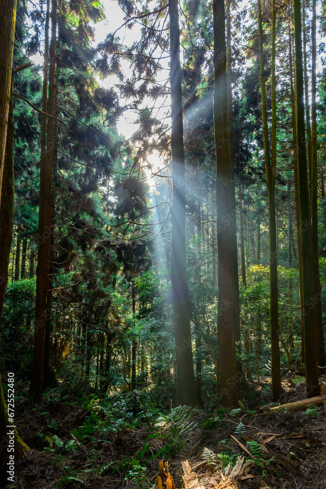 Fototapeta premium 奥深い森で朝日が昇り光芒が差し込む。六甲山登山道で撮影