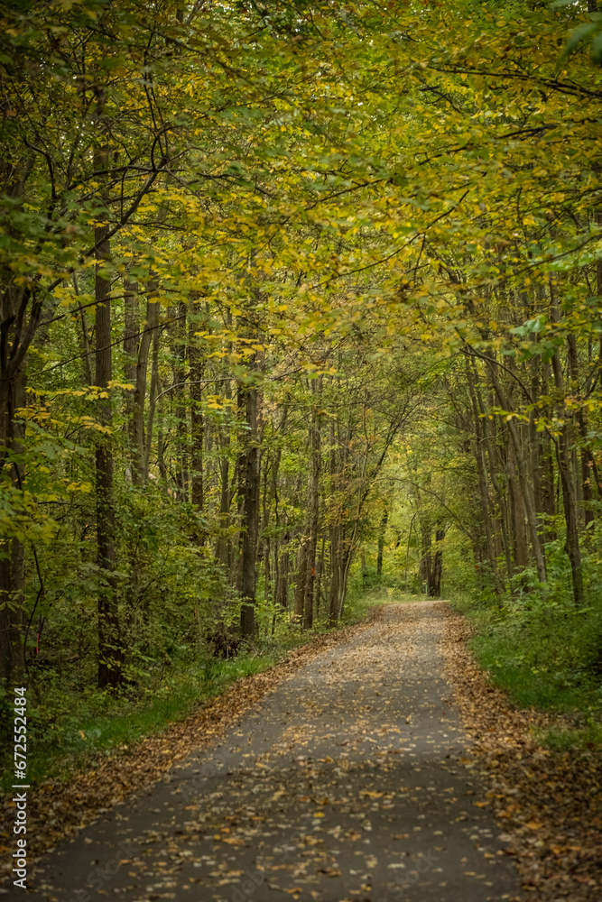 Fototapeta premium Leaf-covered path through woods at peak fall color.