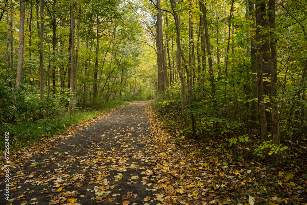 Fototapeta premium Leaf-covered path through woods at peak fall color.