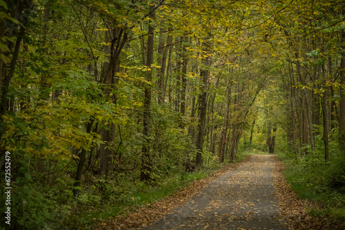 Leaf-covered path through woods at peak fall color. © Cavan
