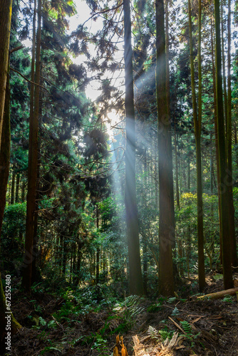 奥深い森で朝日が昇り光芒が差し込む。六甲山登山道で撮影
