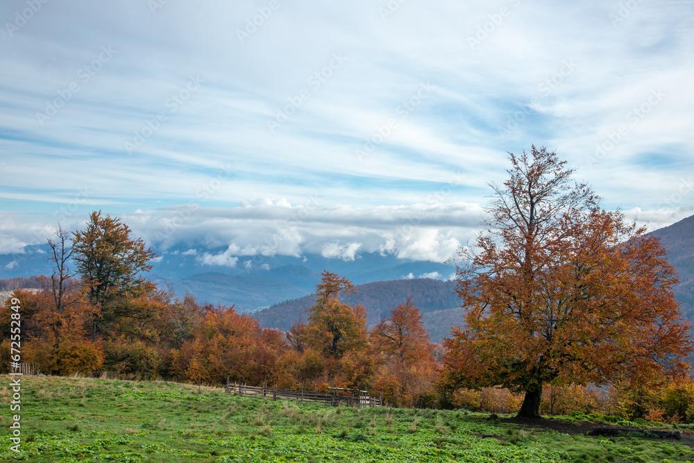 Autumn beeches in the Carpathians.