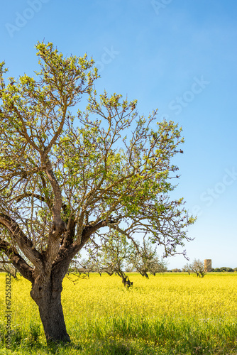 view of an almond tree, in a meadow full of yellow flowers