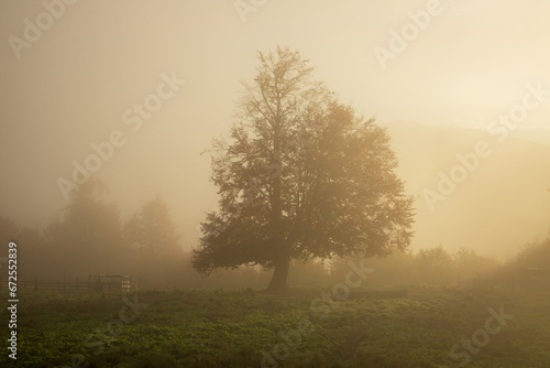 Beech tree in the morning fog