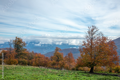 Autumn beeches in the Carpathians.