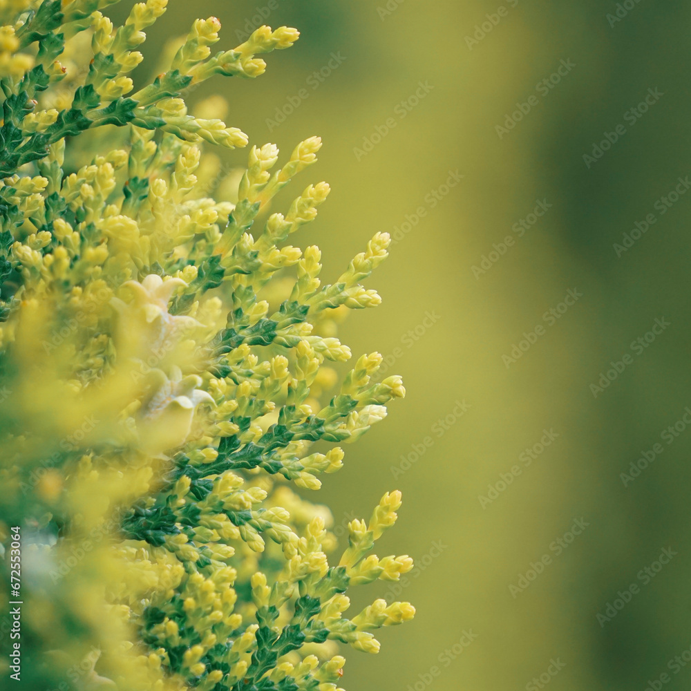 Obraz premium green juniper tree leaves in srpingtime