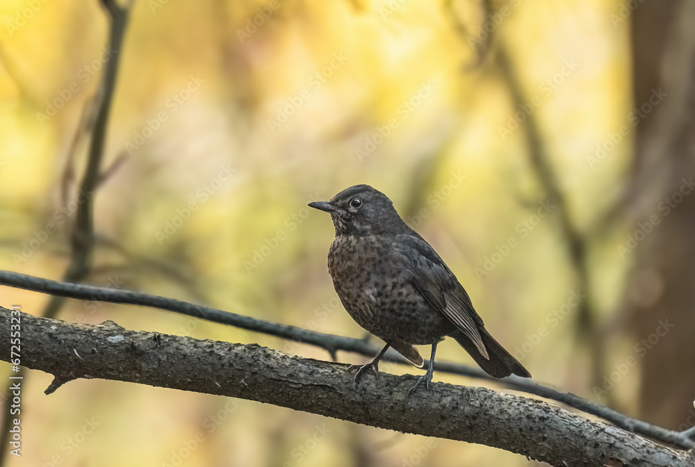 Blackbird (Turdus merula) perched on a branch Blackbird (Turdus merula) perched on a branch