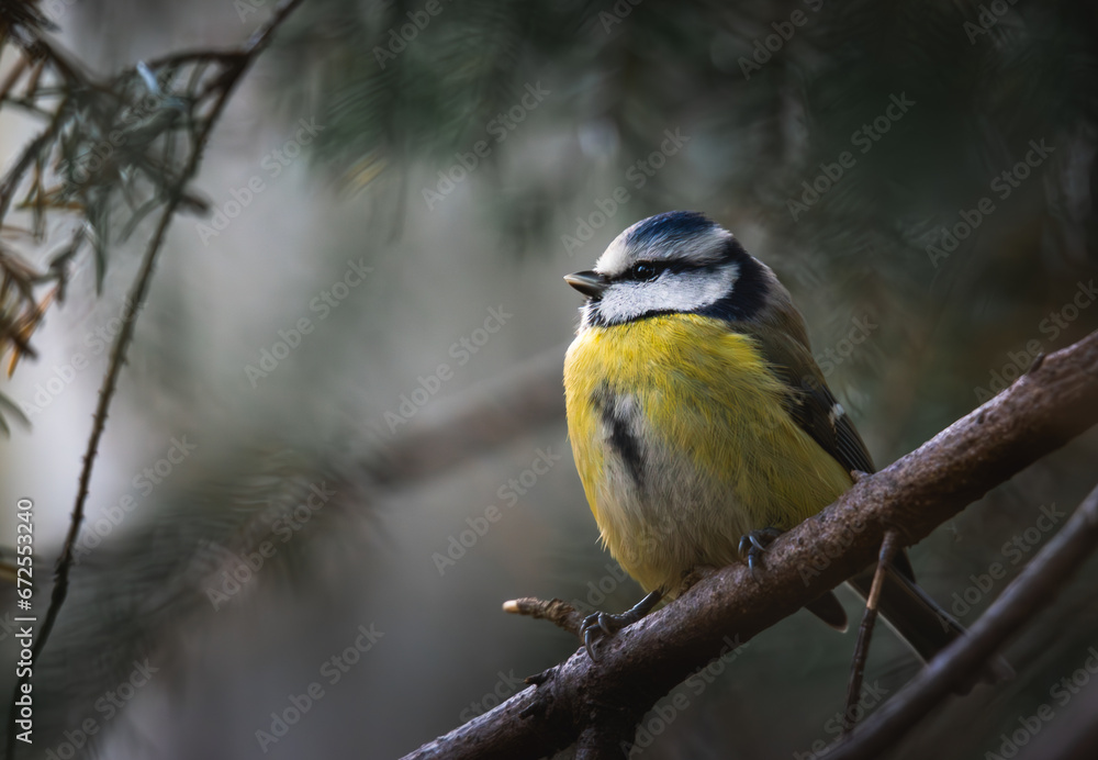 Obraz premium Blue tit on a branch in the forest. Parus caeruleus