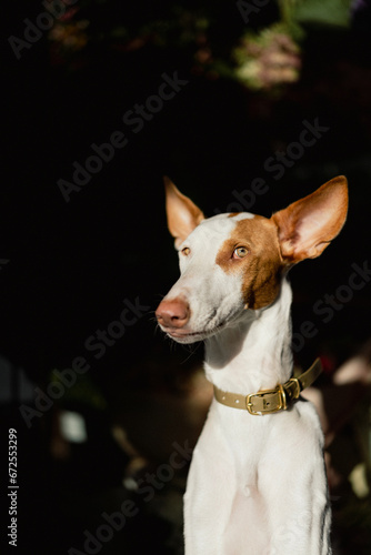 Podenco Ibicenco dog (Ibizan Hound), elegant greyhound, portrait.