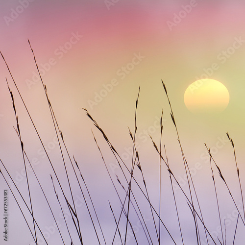 flower plants silhouette and sunset background in summertime