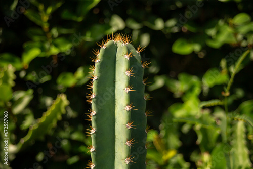 Close up of a cactus with sharp thorns in the garden