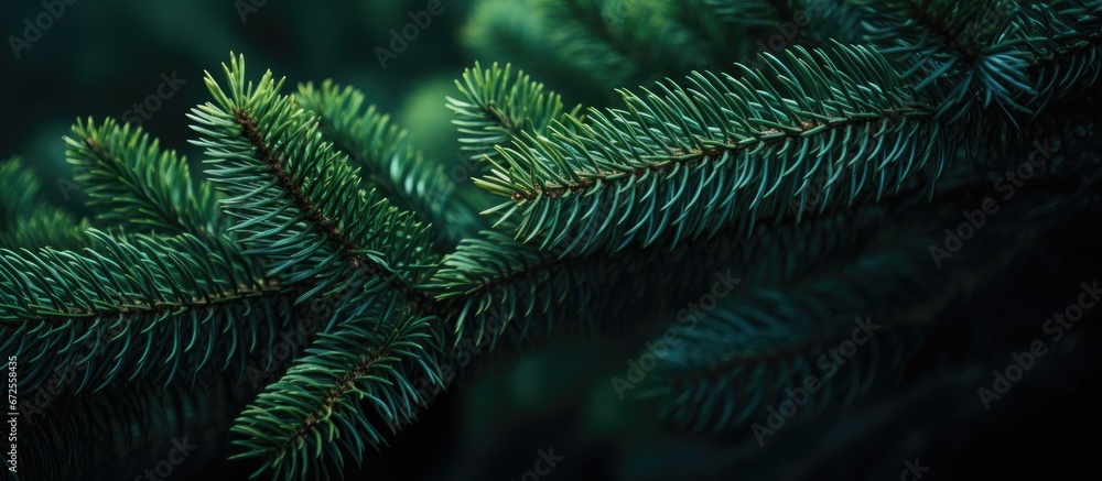 Macro photo of a stunning conifer branch against a gentle forest backdrop - obrazy, fototapety, plakaty 