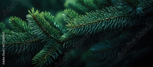 Tablou canvas Macro photo of a stunning conifer branch against a gentle forest backdrop