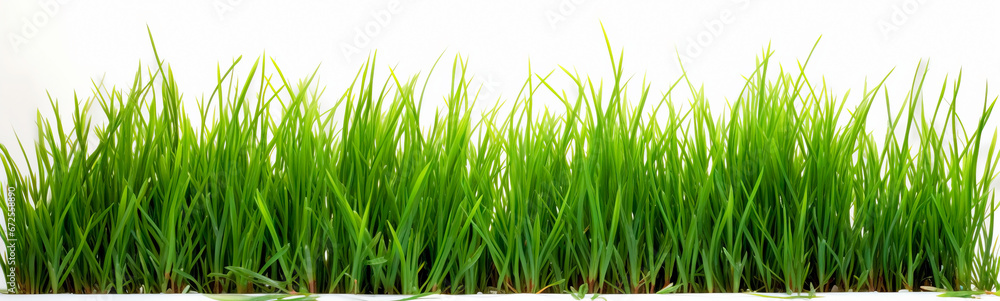 Grass in high definition isolated on a white background. Banner Grass in high definition isolated on a white background. Banner