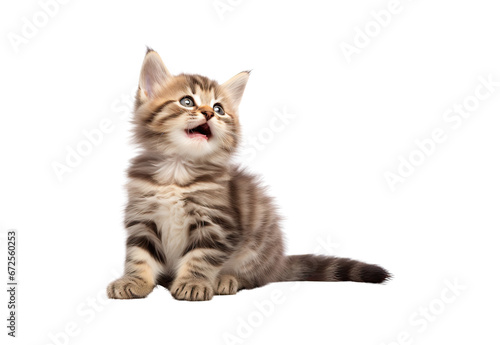 Cute kitten sitting, looking up and licking its lips waiting for yummy isolated