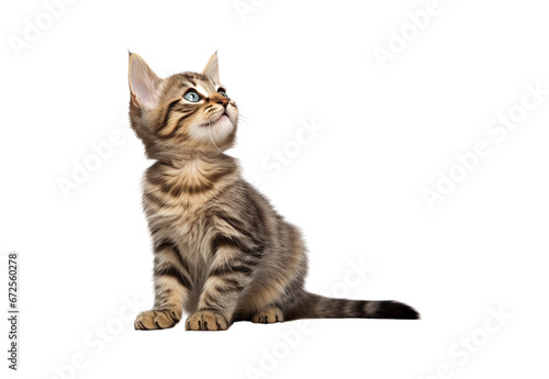 Wallpaper Mural Cute kitten sitting, looking up and licking its lips waiting for yummy isolated Torontodigital.ca