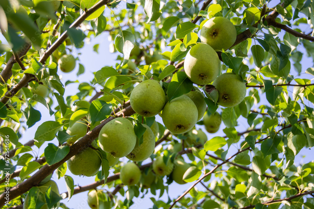 Large ripe varietal pears are ripe on the garden plot. Fruit. 