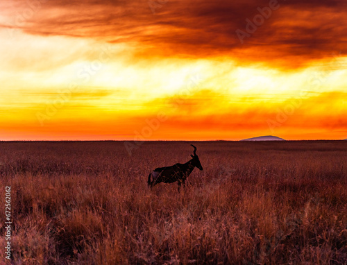 Sunset view over the Savannah in Nambiti private game reserve in South Africa