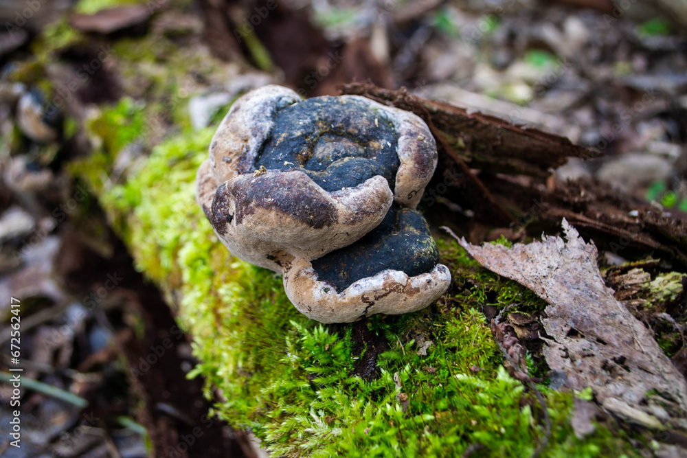 Obraz premium A mushroom sits on a log in the woods.