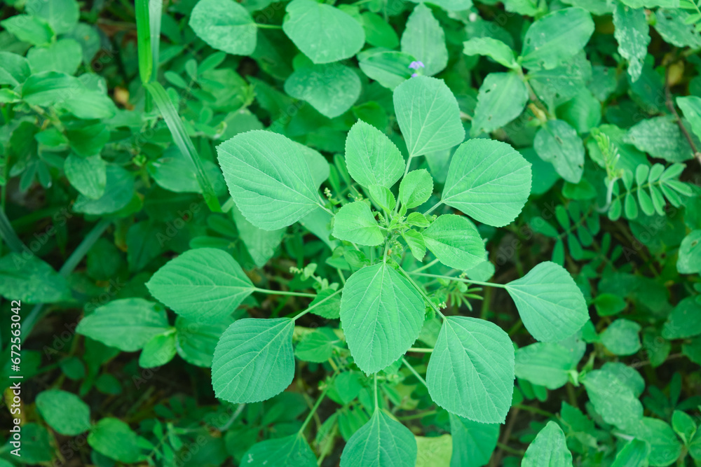 There are numerous grass and shrubs on nature. There are numerous grass and shrubs on nature.