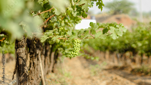 Photography Bunch of Grapes & grape vine in Vineyard, India stock photo