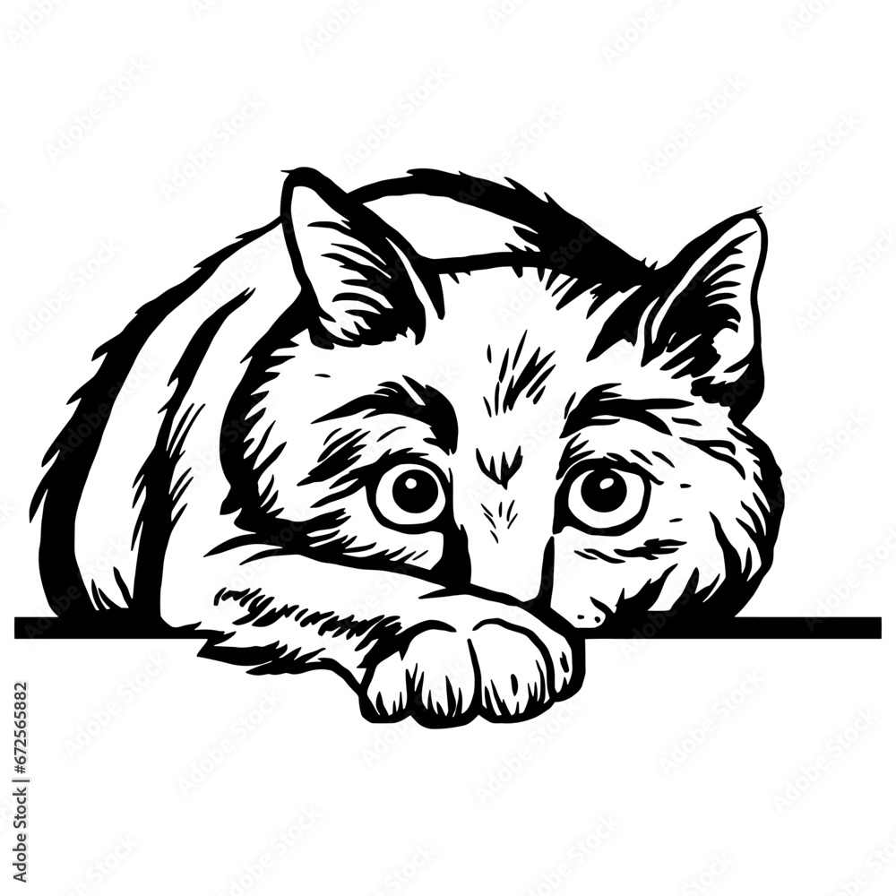 Obraz premium Peeking Cat - Funny Cat peeking out - face head isolated on white