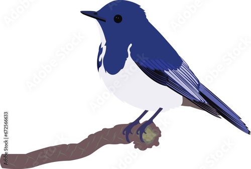illustration of magpies bird vector design 