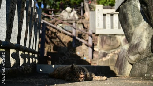 犬山成田山の猫（愛知県犬山市, 2023年10月） photo