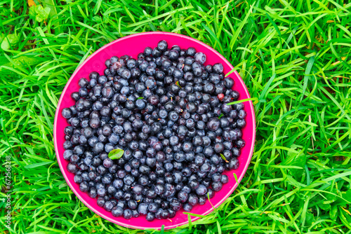 Berries. Blueberries. Fresh delicious wild blueberries.