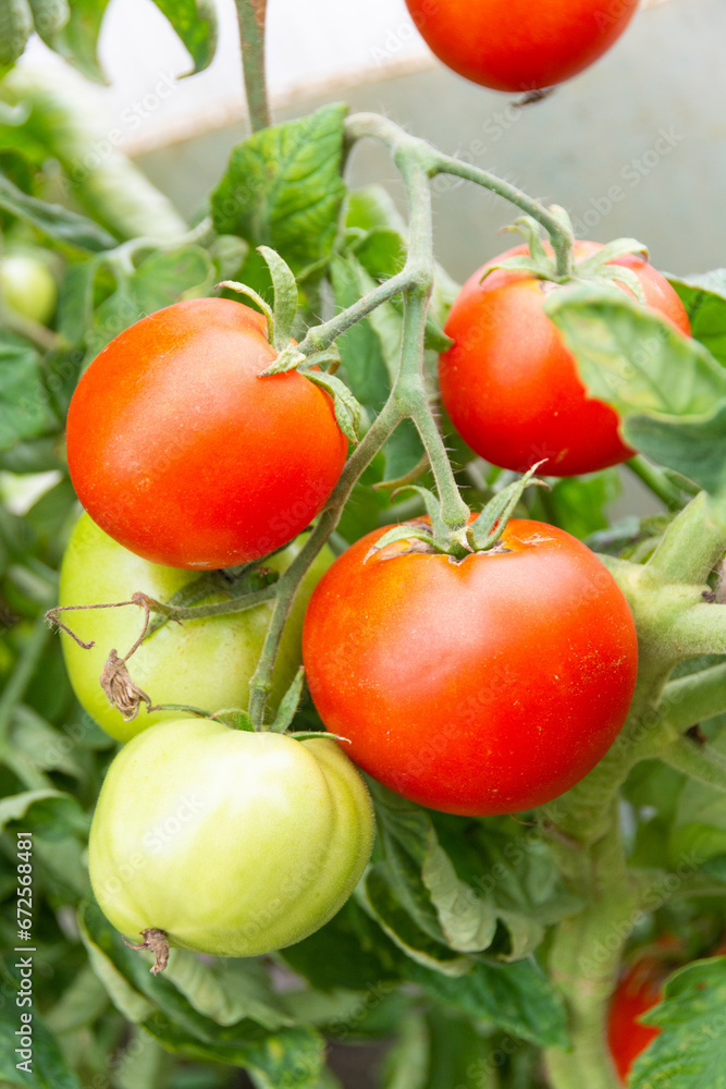  Large varietal tomatoes ripen on a branch in a greenhouse. Vegetables. Growing vegetables.