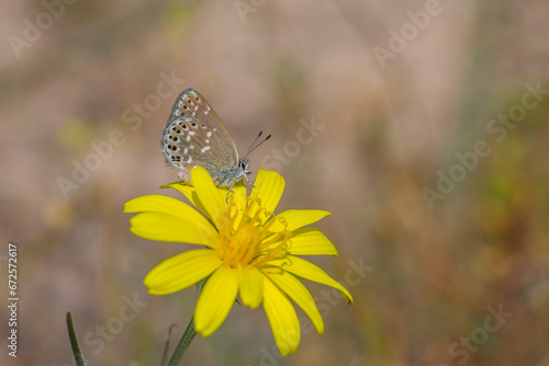 little butterfly on yellow flower, Neolycaena soezen, Soezen`s Pseudocopper © kenan