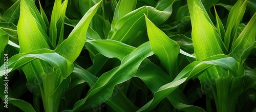 Foto The green leaves of a maize plant sway in a cornfield