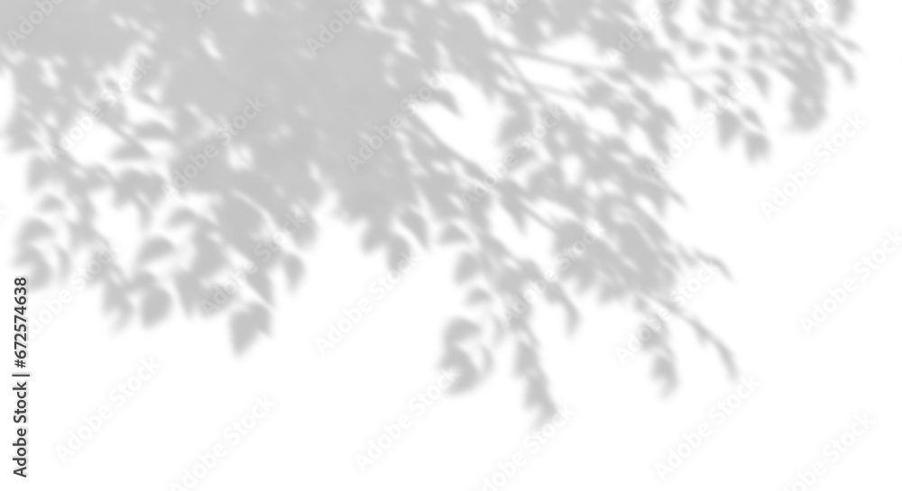 Tree branches shadow sunshade on transparent backgrounds 3d rendering png - obrazy, fototapety, plakaty 
