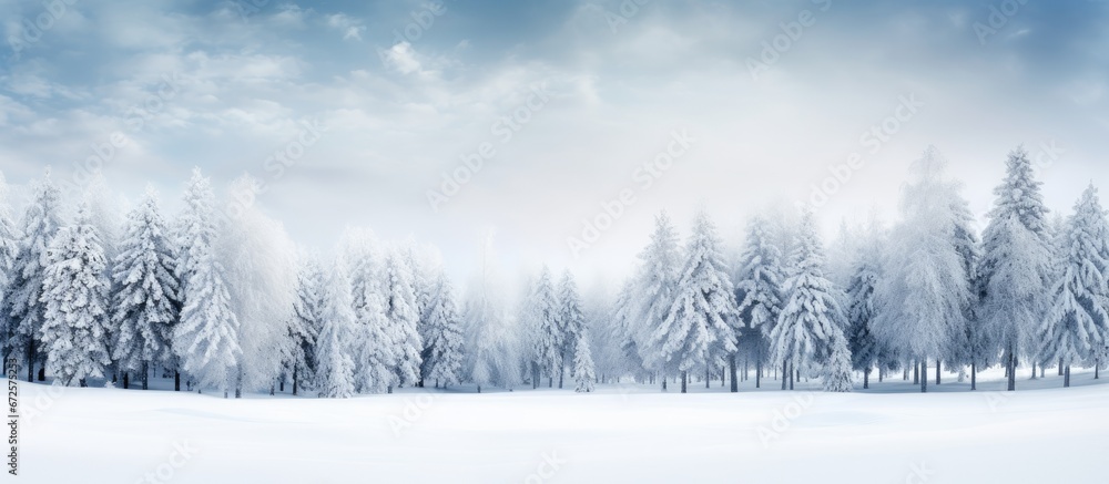 Fototapeta premium Snow covered winter trees