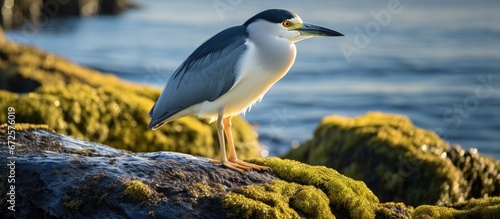 The avian species known as the black crowned night heron can be found in the Falkland Islands located in the South Atlantic Ocean photo