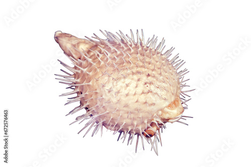 Fish-hedgehog close-up, isolated on a white background. Needle sea fish ball - blowfish, isolated on a white background