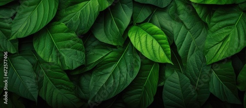 The leafy texture against a natural backdrop