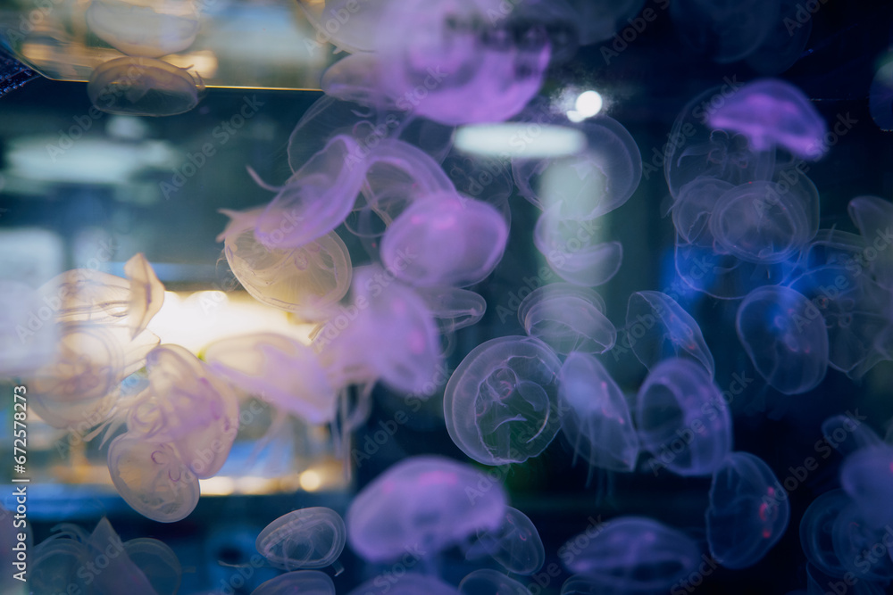 jellyfish in aquarium jellyfish in aquarium