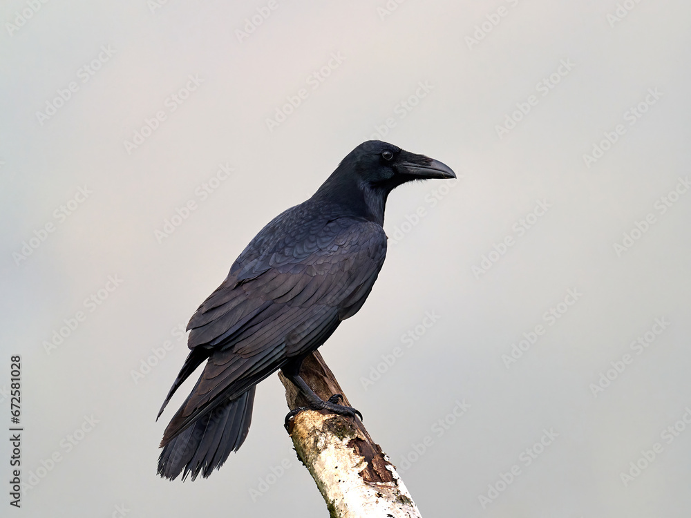 Common raven (Corvus corax) Common raven (Corvus corax)