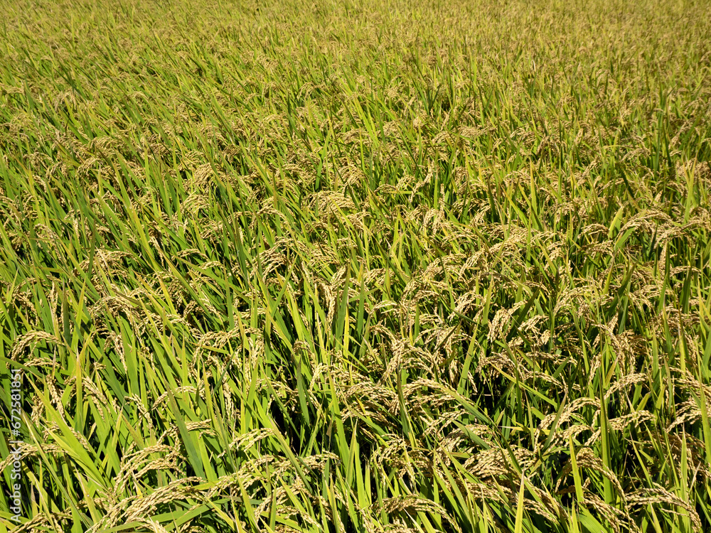Obraz premium 実った稲穂