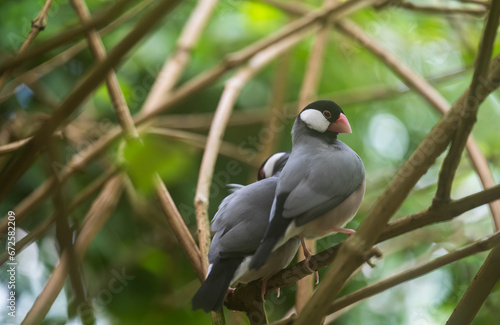 The Java sparrow bird sits on a twig in the forest. © Denis
