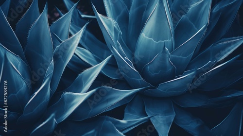 closeup agave cactus, abstract natural pattern background and textures, dark blue toned photo