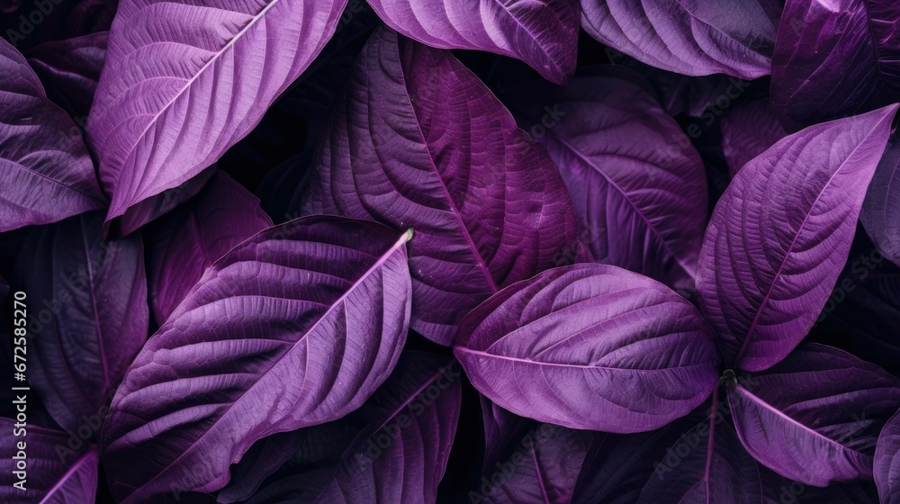 The concept of the leaves of Cannifolium spathiphyllum Abstract blue-purple surface in a tropical forest