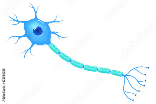 Neuron structure. Anatomy of nerve cell vector. Nerve cell diagram. Axon, dendrites and synapse.