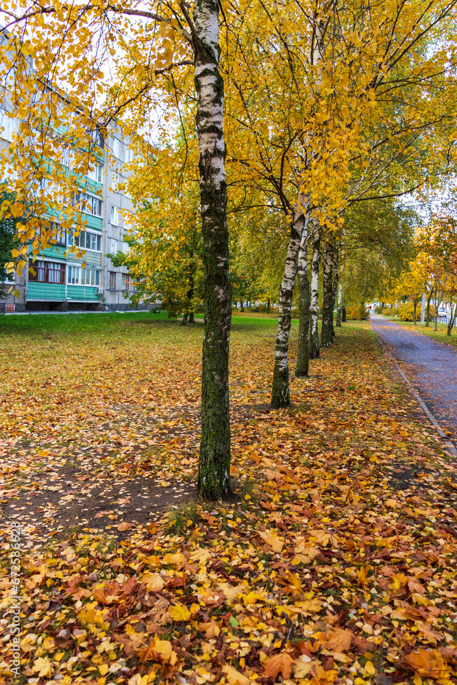Shot of the colorful autumn trees. Season Shot of the colorful autumn trees. Season