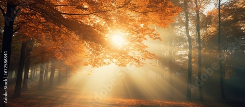 The autumnal trees allow sunlight to filter through their branches