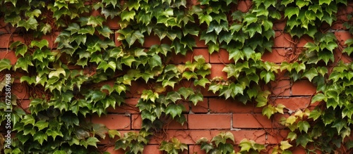 Vines with a textured appearance on bricks